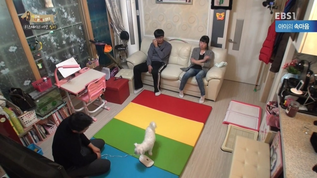 [세상에나쁜개는없다] 가족들에게 짖고 무는 강아지 릴리햏 | 인스티즈