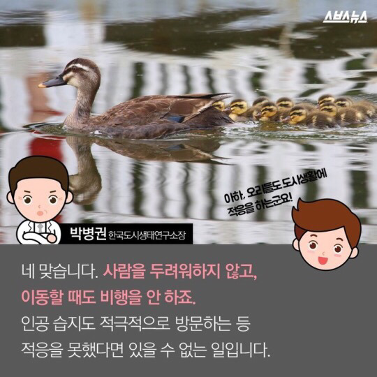 도로를 건너 긴 여정을 떠나는 아기오리와 엄마오리 가족 (심장 폭행) .jpg | 인스티즈