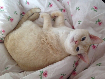 Tumblr : #cat #pink | 인스티즈