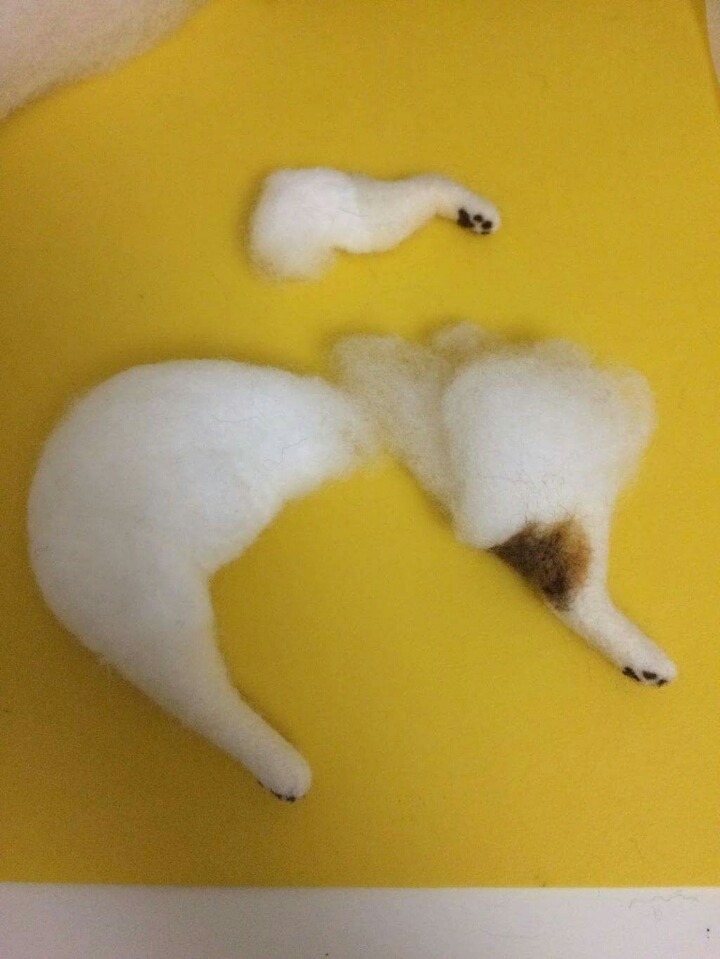 고양이 태어나는 과정 | 인스티즈
