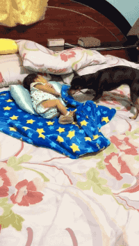 우리가 모르는 강아지의 배려.gif | 인스티즈