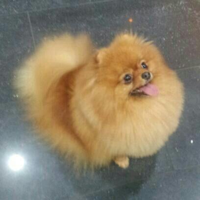 루치아노 이미지