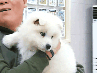 사모예드를 아시나요?.gif | 인스티즈