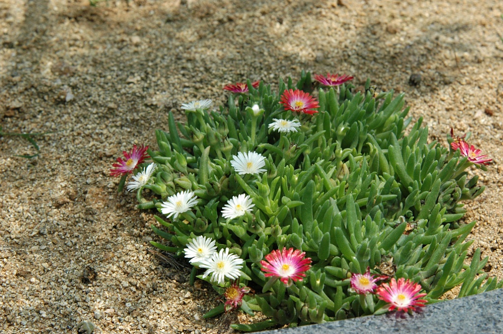 꽃뜨락 이미지