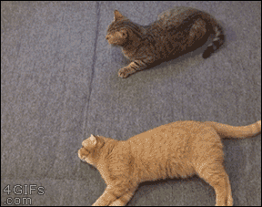 뜻밖의 소시지.gif | 인스티즈