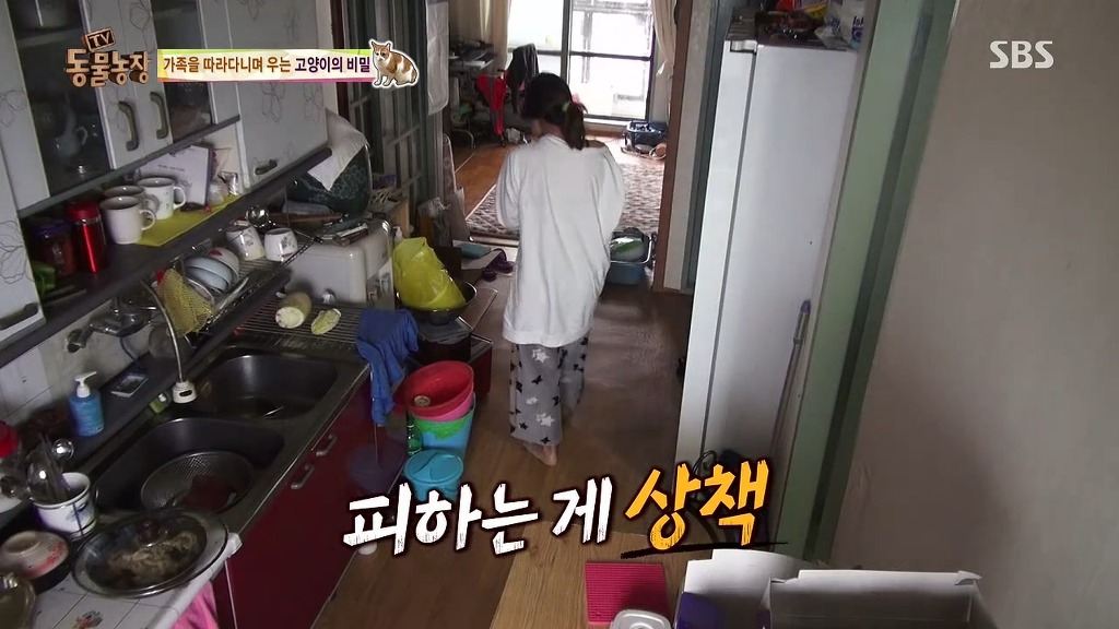 [동물농장] 존트 할말 다 하고 사는 수다쟁이 고양이 쪼롱이ㅋㅋㅋㅋ.jpg | 인스티즈