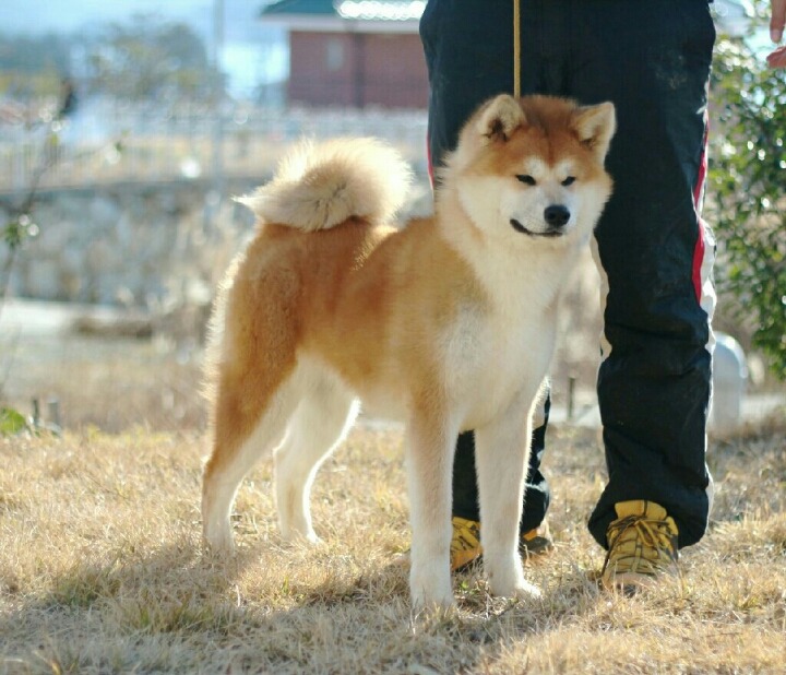 코우 이미지