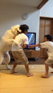 싸우지말개.gif | 인스티즈