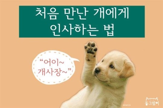 처음 만난 개와 인사하는 법 | 인스티즈
