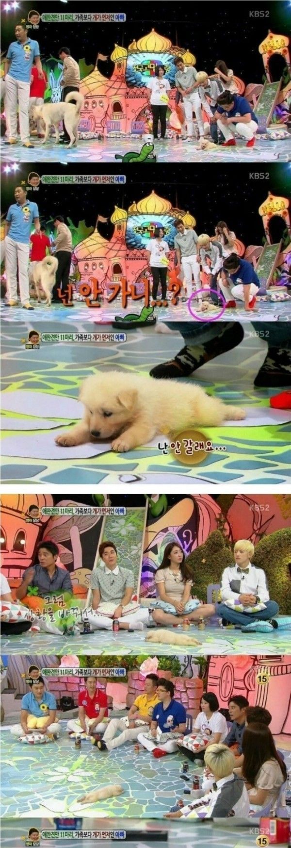 방송 도중 자리깔고 잠들어버린 멍멍이 | 인스티즈