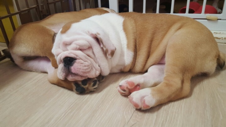 오빠발 이미지