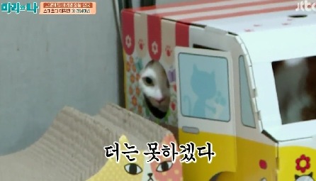 [마리와나] 뚱보냥 호동이 다이어트 시키기 (feat.먼지) | 인스티즈