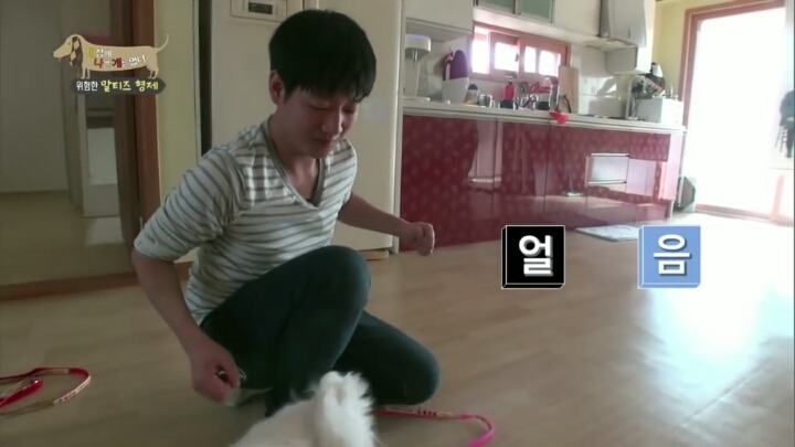 [세나개] 공격적인 반려견이 되는 이유 1부.jpg | 인스티즈