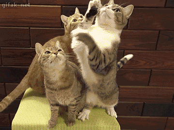 분노조절장애 고양이.gif | 인스티즈