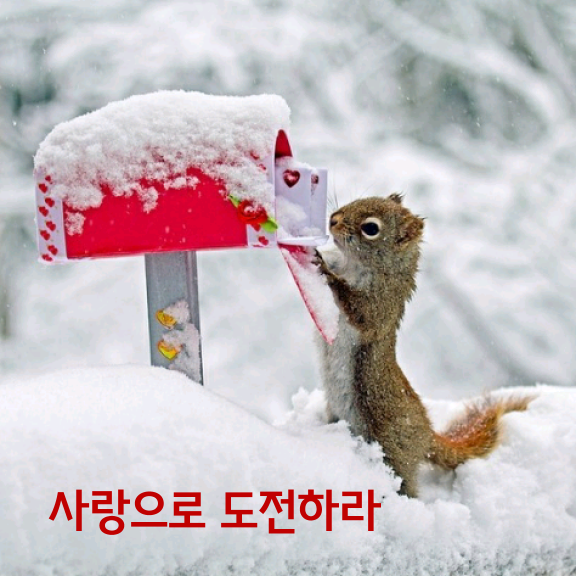 사랑으로 이미지