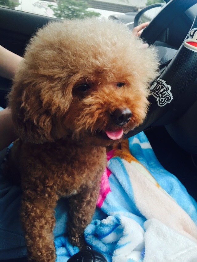 똥강아지 이미지