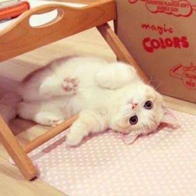고양이.jpgif | 인스티즈
