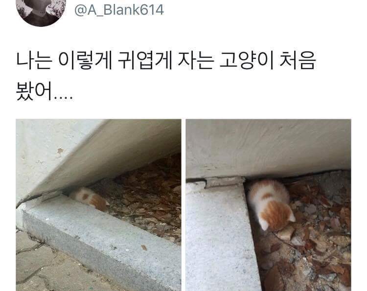 귀엽게 자는 고양이 | 인스티즈