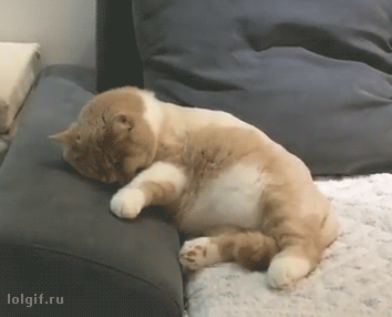 도망치다 죽는 고양이.GIF (혐오주의) | 인스티즈