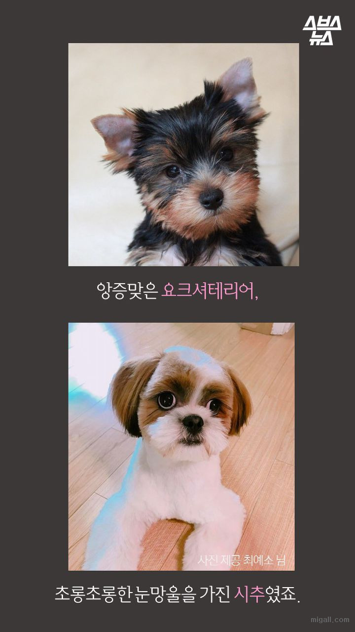 개들도 유행을 탄다.JPG | 인스티즈