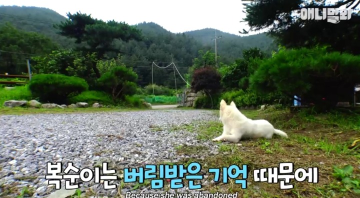 키워키우라고 vs 절대 안키울거라는 아저씨 | 인스티즈