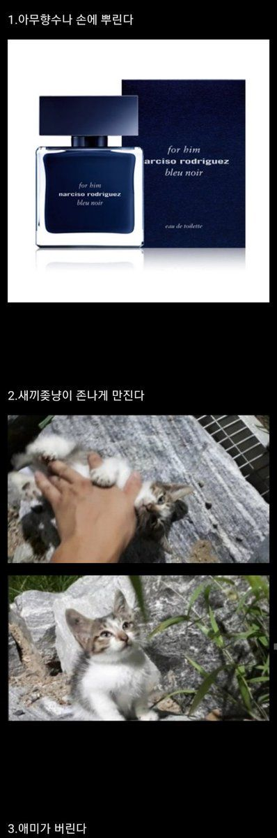 길냥이 함부로 만지면 안되는 이유로 돌아다니는 짤의 진실 | 인스티즈