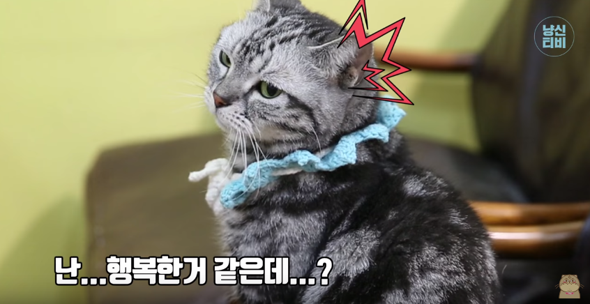 고양이 다묘가정이 행복할까? 혼자가 행복할까? (feat. 냐옹신) | 인스티즈