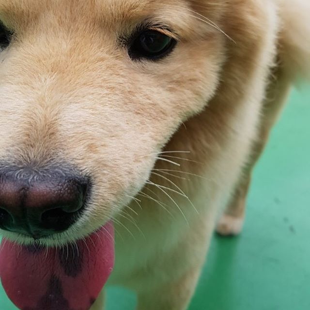 나뮤 경리네 강아지 시로 사진 | 인스티즈