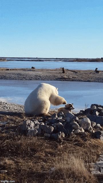 마음씨 좋은 북극곰..gif | 인스티즈