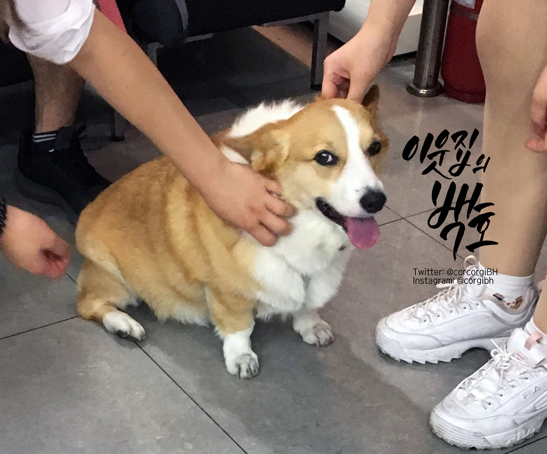어느 댕댕이의 리드줄 문구.jpg | 인스티즈
