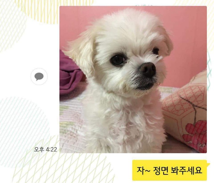 댕댕이 증명사진 | 인스티즈