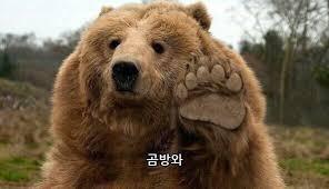 특이한 방식으로 사냥하는 동물들.jpgif (벌레주의) | 인스티즈