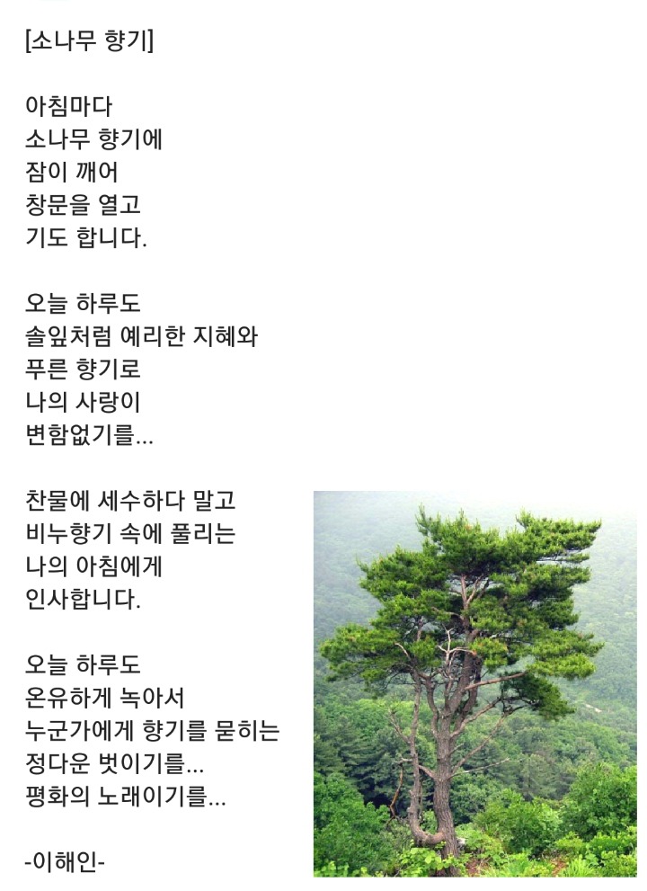 소나무향기 이미지