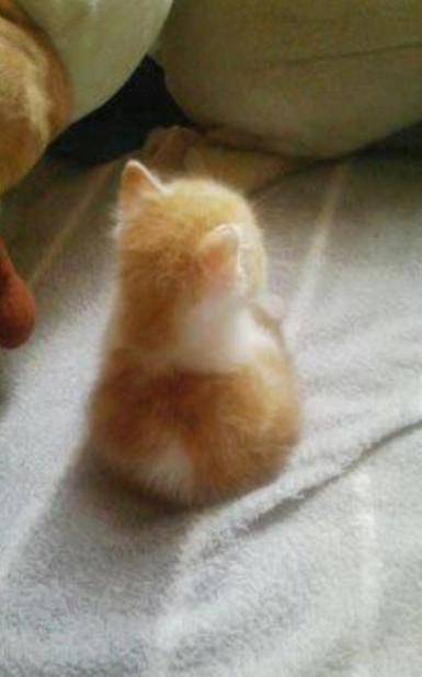 고양이 뒷모습 | 인스티즈
