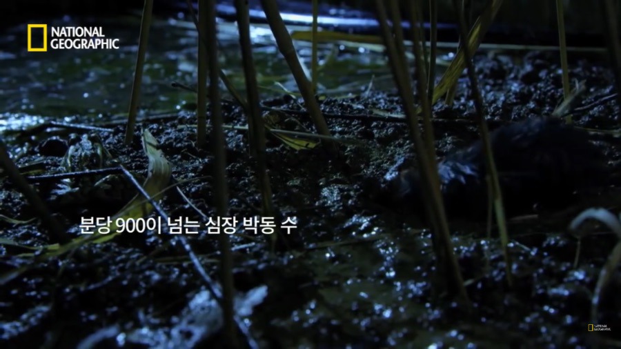 3시간만에 음식을 먹지 않으면 죽는 동물.jpg | 인스티즈