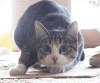 귀여운 고양이 스페셜.jpgif | 인스티즈