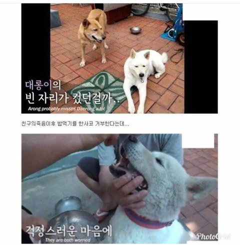 친구의 죽음에 식사를 거부한 댕댕이.jpg | 인스티즈