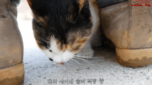 hahaha네 삼색이 가끔 짠한데 귀엽고 엉뚱하면서도 사랑스러워 ㅋㅋㅋ | 인스티즈