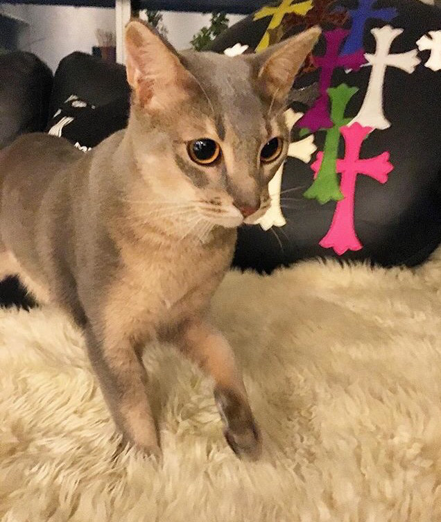 빅뱅 지디가 키우는 고양이 아이 | 인스티즈