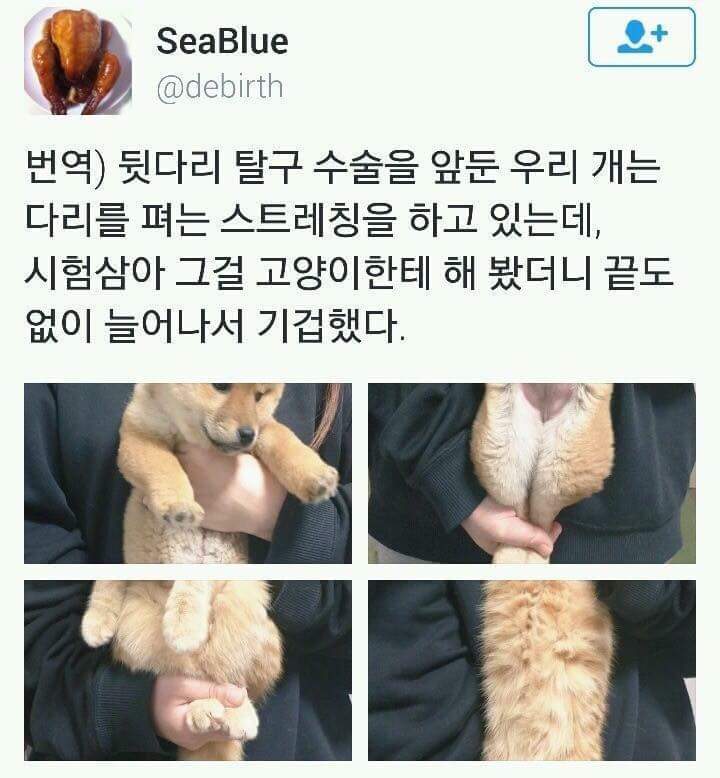 멍멍이와 냥이의 스트레칭 | 인스티즈