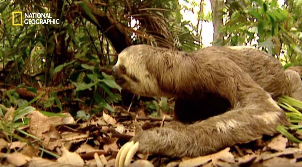 나무늘보 미워하지 않았으면 좋겠는 이유...jpg | 인스티즈
