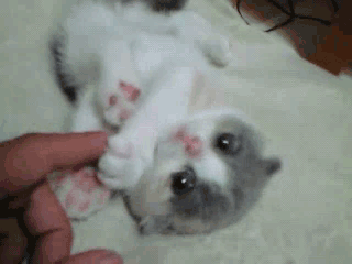 고양이 움짤 | 인스티즈