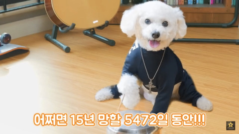 밥먹을때 강아지가 쳐다보는 이유 | 인스티즈