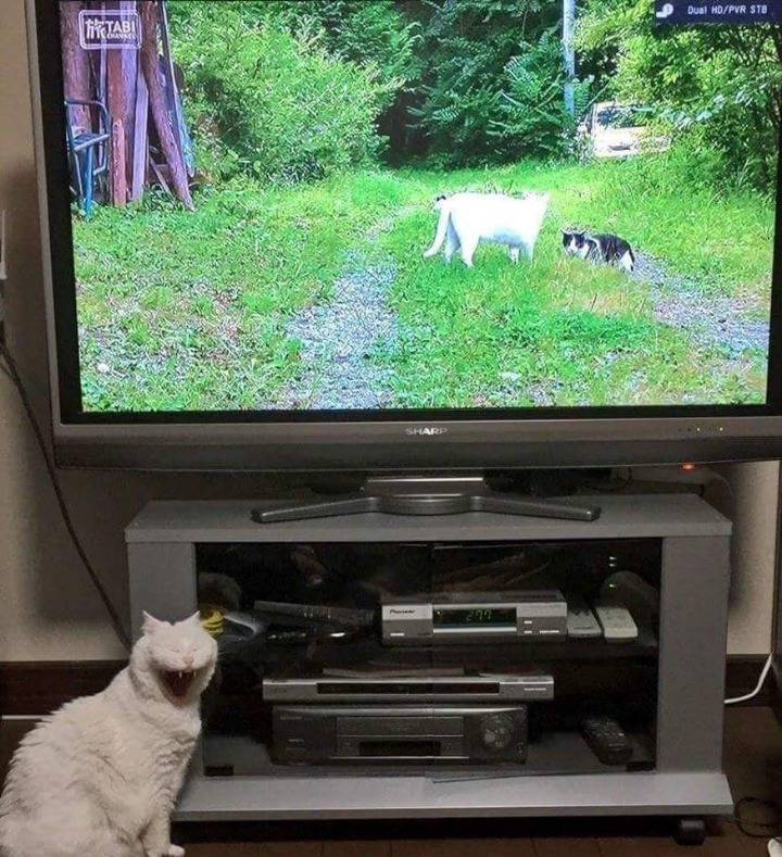 망한 고양이 사진대회 | 인스티즈