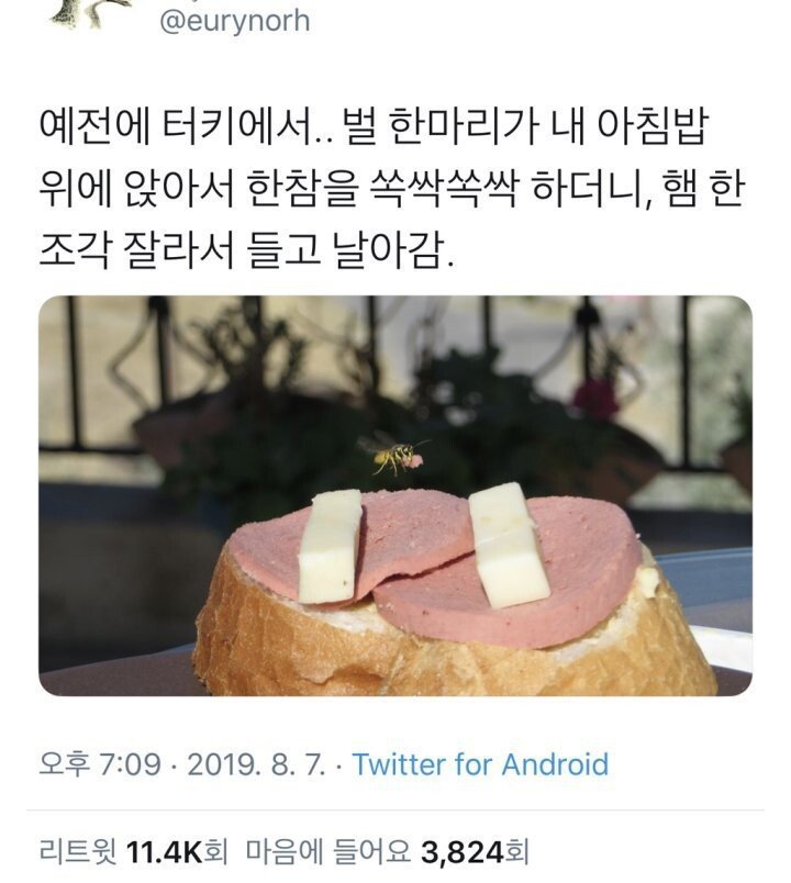 인간사회에 잠입한 자연의 고기 헌터.....JPG | 인스티즈