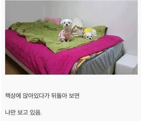 아무 이유없이 항상 나를 좋아해주는 유일한 생명체.jpg | 인스티즈
