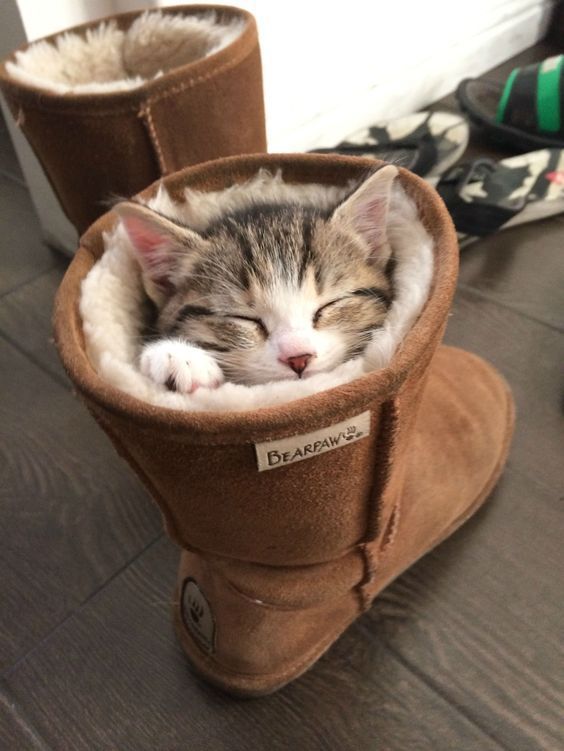 개와 고양이.jpg | 인스티즈