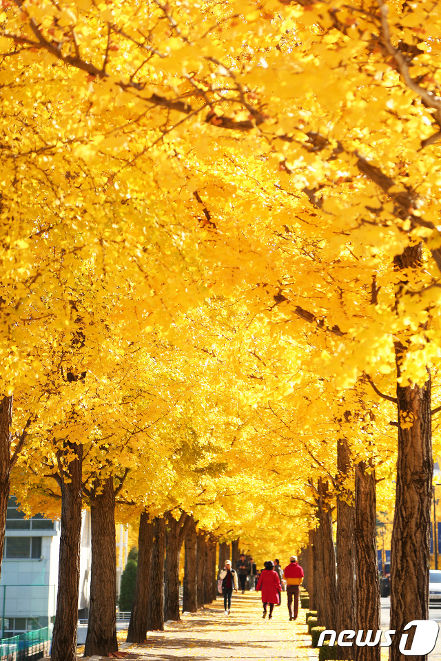 사진기자들이 포착한 2017년 단풍들.jpg | 인스티즈