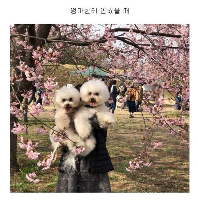 엄마 아빠한테 안겼을 때 차이....jpg | 인스티즈