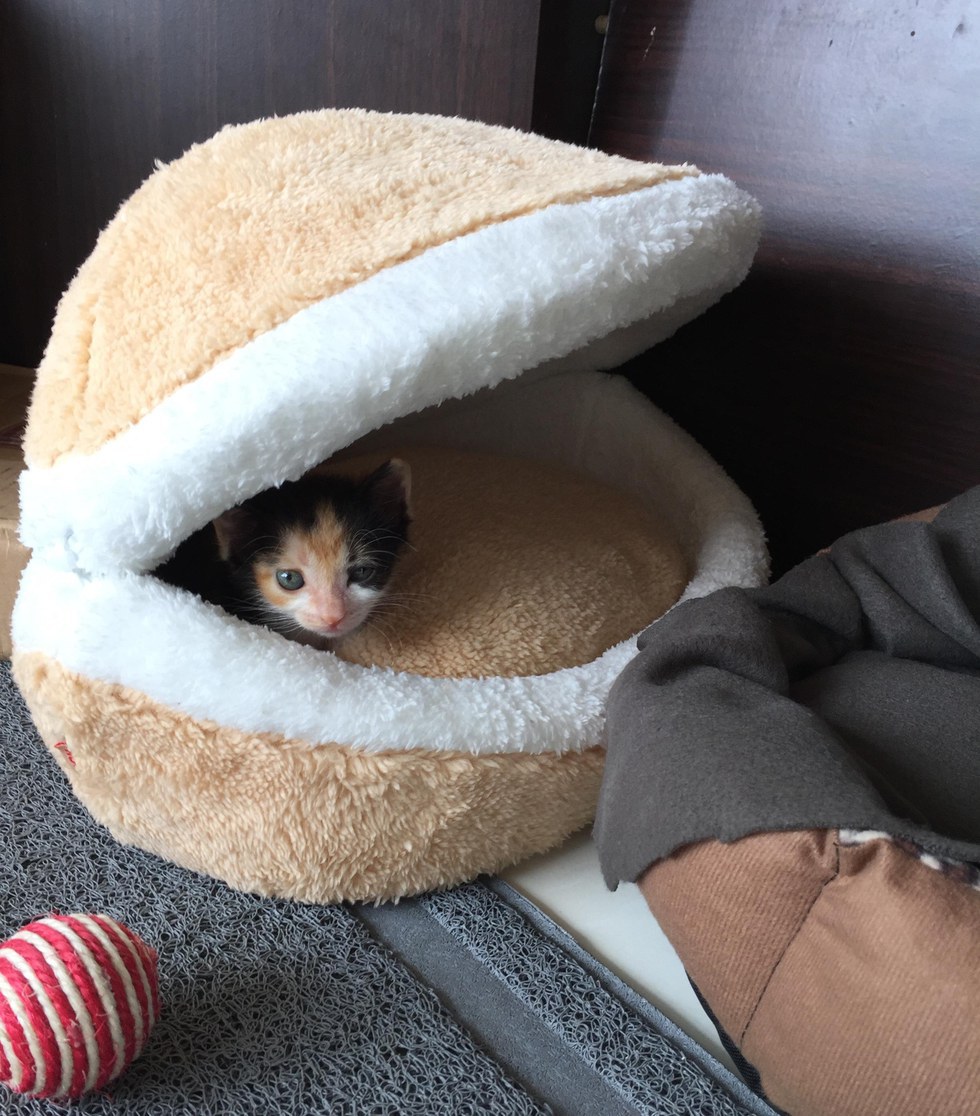 몸이아파 어미에게 버려졌던 새끼 고양이 구조 | 인스티즈